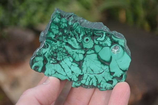 Polished Flower Banded Malachite Slices x 12 From Congo