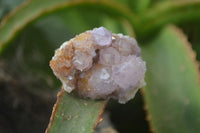 Natural Amethyst Spirit Quartz Clusters x 20 From Boekenhouthoek, South Africa