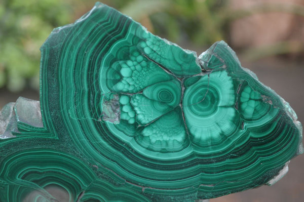 Polished Flower Banded Malachite Slices x 5 From Congo