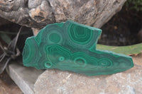 Polished Flower Banded Malachite Slices x 5 From Congo