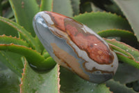 Polished On One Side Polychrome Jasper x 5 From Madagascar