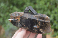 Natural Smokey Quartz Crystals x 4 From Zomba, Malawi