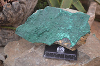 Natural Botryoidal Malachite Specimen x 1 From Tenke Fungurume, Congo