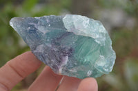 Natural Watermelon Fluorite Cobbed Specimens x 24 From Uis, Namibia