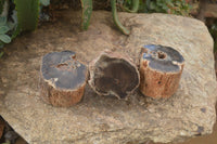 Polished Petrified Wood Branch Pieces x 3 From Gokwe, Zimbabwe