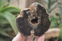 Polished Petrified Wood Branch Pieces x 3 From Gokwe, Zimbabwe