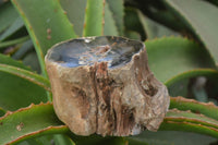 Polished Petrified Wood Branch Pieces x 3 From Gokwe, Zimbabwe