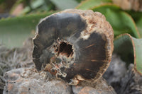 Polished Petrified Wood Branch Pieces x 3 From Gokwe, Zimbabwe