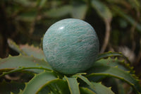 Polished Amazonite Free Forms x 24 From Zimbabwe