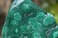 Polished Malacolla Free Forms x 6 From Kalukundi Mine, Congo