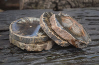 Polished Petrified Wood Slices x 6 From Gokwe, Zimbabwe