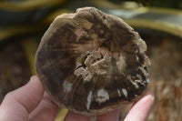 Polished Petrified Wood Slices x 6 From Gokwe, Zimbabwe