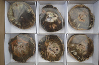 Polished Petrified Wood Slices x 6 From Gokwe, Zimbabwe