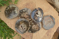 Polished Petrified Wood Slices x 6 From Gokwe, Zimbabwe