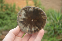 Polished Petrified Wood Slices x 6 From Gokwe, Zimbabwe