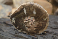 Polished Petrified Wood Slices x 6 From Gokwe, Zimbabwe