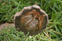 Polished Petrified Wood Slices x 6 From Gokwe, Zimbabwe