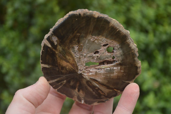 Polished Petrified Wood Slices x 6 From Gokwe, Zimbabwe