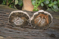 Polished Petrified Wood Slices x 6 From Gokwe, Zimbabwe