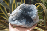 Natural Celestite Geode Specimen x 1 From Sakoany, Madagascar