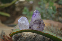 Polished Smokey Window Amethyst Quartz Crystals x 24 From Akansobe, Madagascar