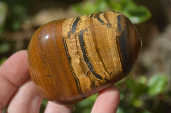 Polished Tiger's Eye Free Forms x 5 From Prieska, South Africa