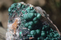 Natural Ball Malachite On Quartz Matrix Specimen x 1 From Kambove, Congo