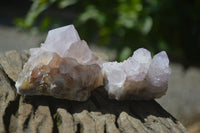 Natural Cactus Flower Spirit Quartz Clusters x 12 From Boekenhouthoek, South Africa