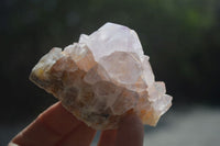 Natural Cactus Flower Spirit Quartz Clusters x 12 From Boekenhouthoek, South Africa