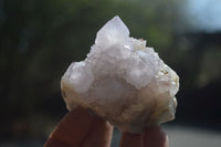 Natural Cactus Flower Spirit Quartz Clusters x 12 From Boekenhouthoek, South Africa