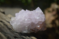 Natural Cactus Flower Spirit Quartz Clusters x 12 From Boekenhouthoek, South Africa