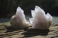 Natural Cactus Flower Spirit Quartz Clusters x 12 From Boekenhouthoek, South Africa