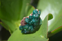 Natural Dioptase On Dolomite Specimens x 12 From Likasi, Congo