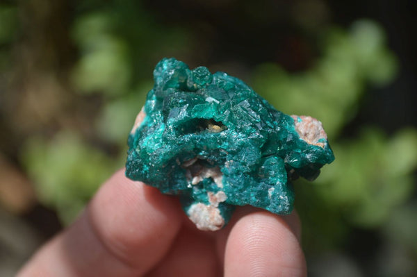 Natural Dioptase On Dolomite Specimens x 12 From Likasi, Congo