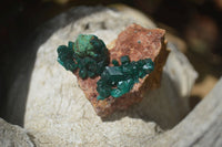 Natural Dioptase On Dolomite Specimens x 12 From Likasi, Congo