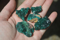 Natural Dioptase On Dolomite Specimens x 12 From Likasi, Congo