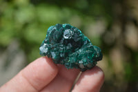 Natural Dioptase On Dolomite Specimens x 12 From Likasi, Congo