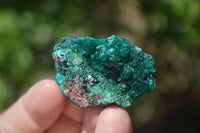 Natural Dioptase On Dolomite Specimens x 12 From Likasi, Congo