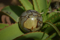 Polished Septerye Spheres x 6 From Mahajanga, Madagascar