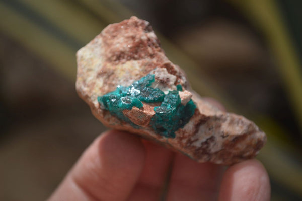 Natural Dioptase On Dolomite Specimens x 6 From Likasi, Congo