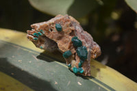 Natural Dioptase On Dolomite Specimens x 6 From Likasi, Congo