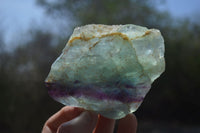 Natural Watermelon Fluorite Cobbed Specimens x 8 From Uis, Namibia