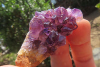 Natural Amethystos Amethyst Specimens x 35 From Kwaggafontein, South Africa