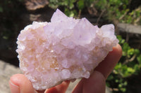 Natural Amethyst Cactus Flower Spirit Quartz Clusters x 12 From South Africa