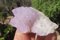 Natural Amethyst Cactus Flower Spirit Quartz Clusters x 12 From South Africa