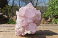 Natural Amethyst Cactus Flower Spirit Quartz Clusters x 12 From South Africa