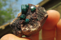 Natural Dioptase On Dolomite Specimens x 12 From Likasi, Congo