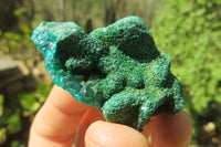 Natural Dioptase On Dolomite Specimens x 12 From Likasi, Congo