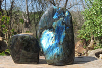 Polished Labradorite Standing Free Forms x 2 From Tulear, Madagascar