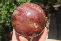 Polished Red Podocarpus Petrified Wood Sphere & Dish x 2 From Madagascar